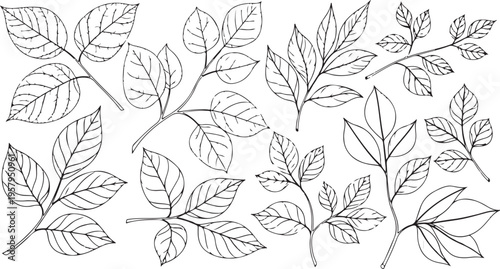 A collection of hand drawn botanical leaf branch illustrations in a clean black and white style