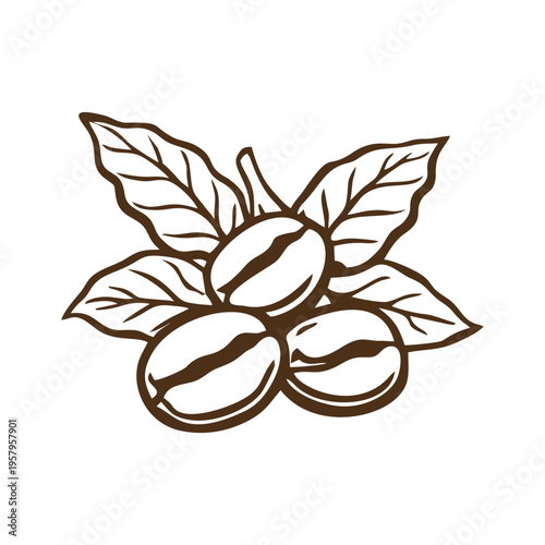 Hand drawn coffee beans and leaves illustration line art
