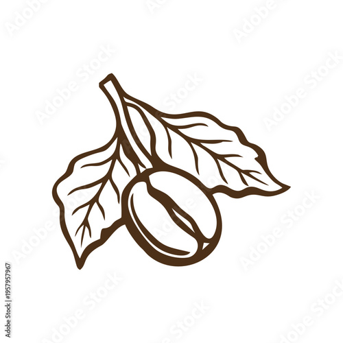 Hand drawn coffee beans and leaves illustration line art
