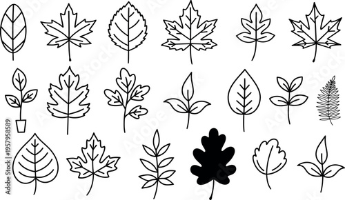 Collection of various leaf shapes and types in black and white illustrations
