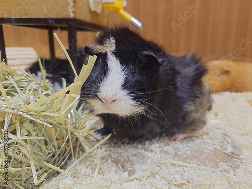 Bild auf Leinwand Close up of a cute black and white guinea pig eating hay
