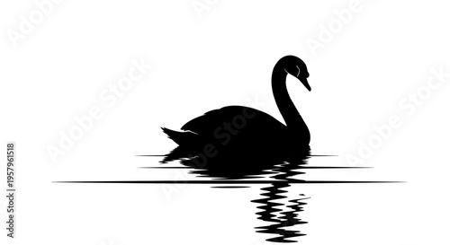 Silhouette of a black swan swimming on water.