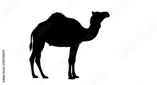 Silhouette of a dromedary camel standing on a white background.