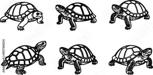 Six turtles in various poses walking and moving slowly on white background  illustration