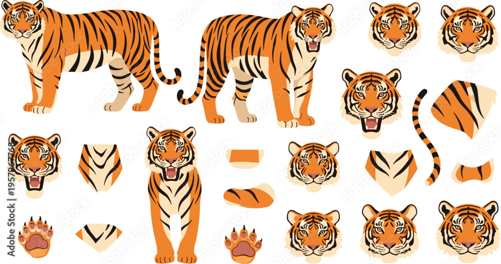 Fototapeta premium Tiger Body Parts and Full Body Illustration Set with Heads, Paws, Tails, and Markings Wildlife Vector Collection for Design, Education, and Creative Projects