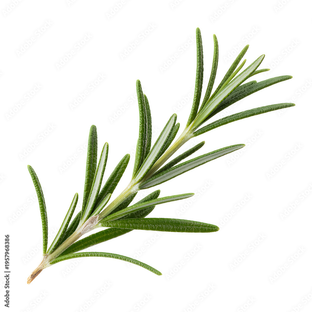 Fototapeta premium Sprig of rosemary on white background herb green leaves