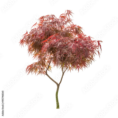 Small tree with slender green stem and red leaves japanese maple
