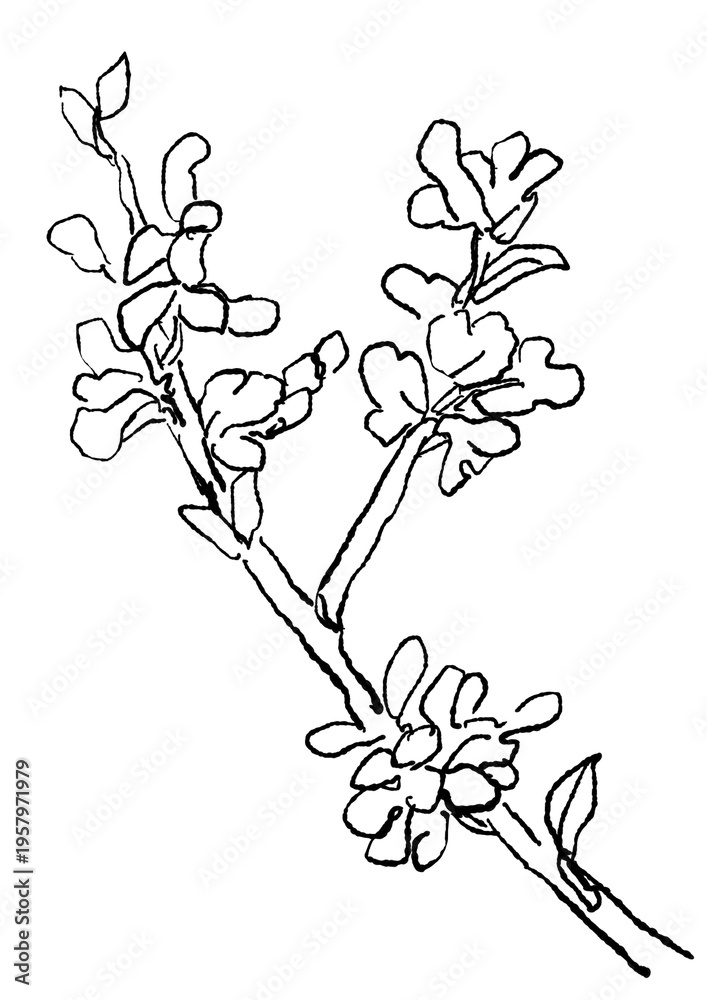 Fototapeta premium 咲き誇るハナズオウの花の手描きの線画イラスト(透過PNG)