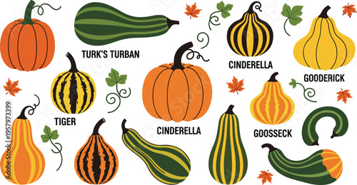 Labeled Heirloom Pumpkin and Gourd Variety Collection Featuring Turk's Turban, Cinderella, Tiger, and Goose neck Squash for Autumn Harvest and Botanical Study Vector Illustration