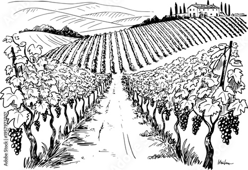 Black and white of a Tuscan vineyard with rolling hills and a farmhouse wine grapes
