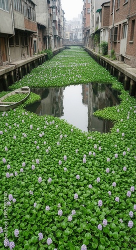 Water hyacinth infestation in a narrow canal in China.