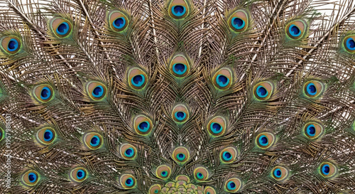 Peacock feathers colorful eyespots vibrant blue green brown plumage