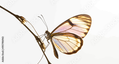 Glasswing butterfly perched on a twig with white background