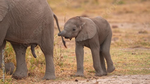 Baby Elephant Surrounded by Adults in Amboseli Park