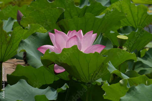 Sunny Pink Lotus Flower-Nelumbo nucifera'Gudai Lian'; Fresh Pink Lotus Flower under the Sun; The Blooming Pink Lotus Flower