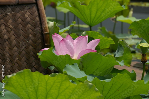 Sunny Pink Lotus Flower-Nelumbo nucifera'Gudai Lian'; Fresh Pink Lotus Flower under the Sun; The Blooming Pink Lotus Flower