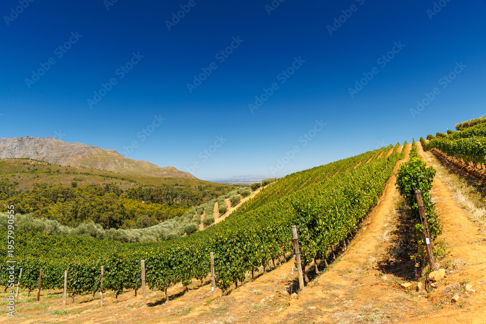 Fototapeta premium Sunlit vineyard rows in South Africa