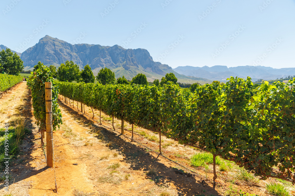 Naklejka premium Sunlit vineyard rows with mountain backdrop