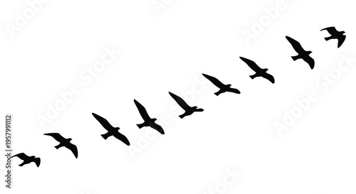 A flock of birds in flight across a white background silhouette