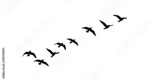 A flock of birds in flight against a white background silhouette