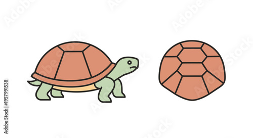 Turtle with Shell on Ground.