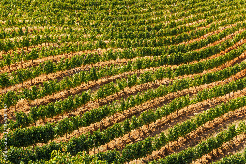 Fototapeta premium Sunlit vineyard rows in South Africa