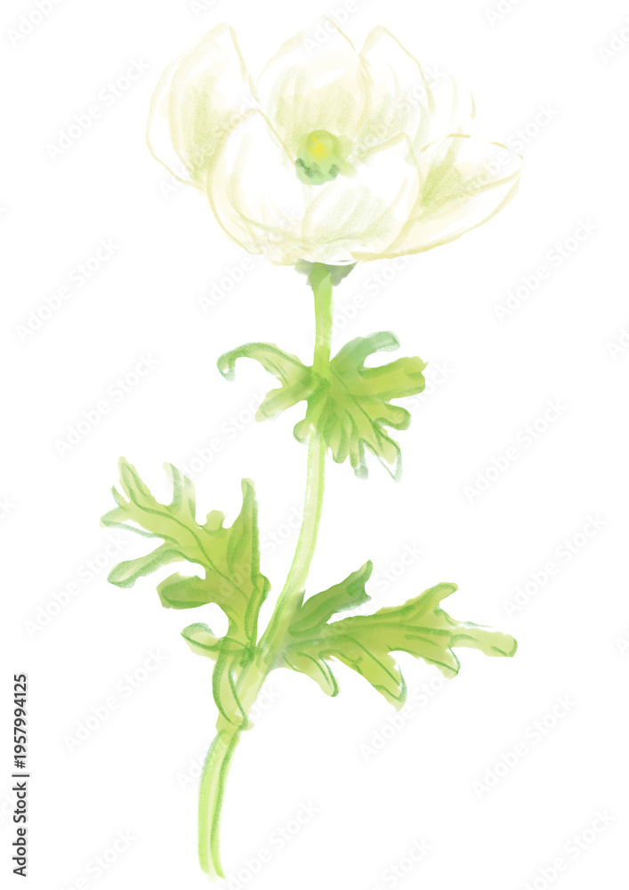 Fototapeta premium 咲き誇る白いアネモネの花の手描きの水彩イラスト(透過PNG)