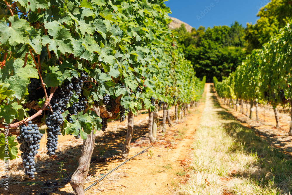 Fototapeta premium Sunlit vineyard in South Africa