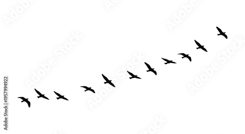 A flock of birds flying in formation against a white background silhouette