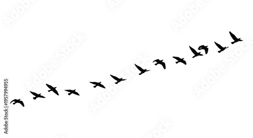A flock of birds flying in formation against a white background silhouette