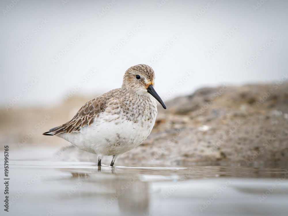Obraz premium Bécasseau variable (Calidris alpina) en plumage hivernal dans une vasière en Camargue, limicole côtier photographié dans son habitat naturel méditerranéen
