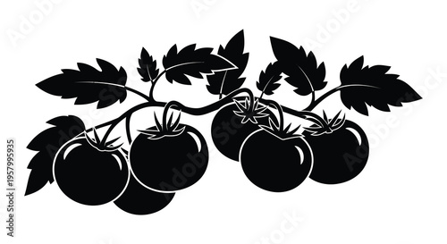 Black silhouette of ripe tomatoes on the vine botanical illustration silhouette