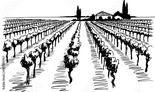 Hand drawn of a vineyard landscape with rows of grapevines and a farmhouse wine
