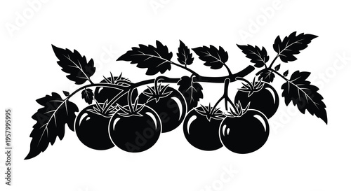 A branch of tomatoes with leaves presented as a stark silhouette