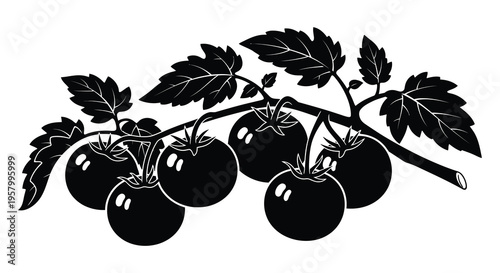 A striking black silhouette of tomatoes on the vine silhouette