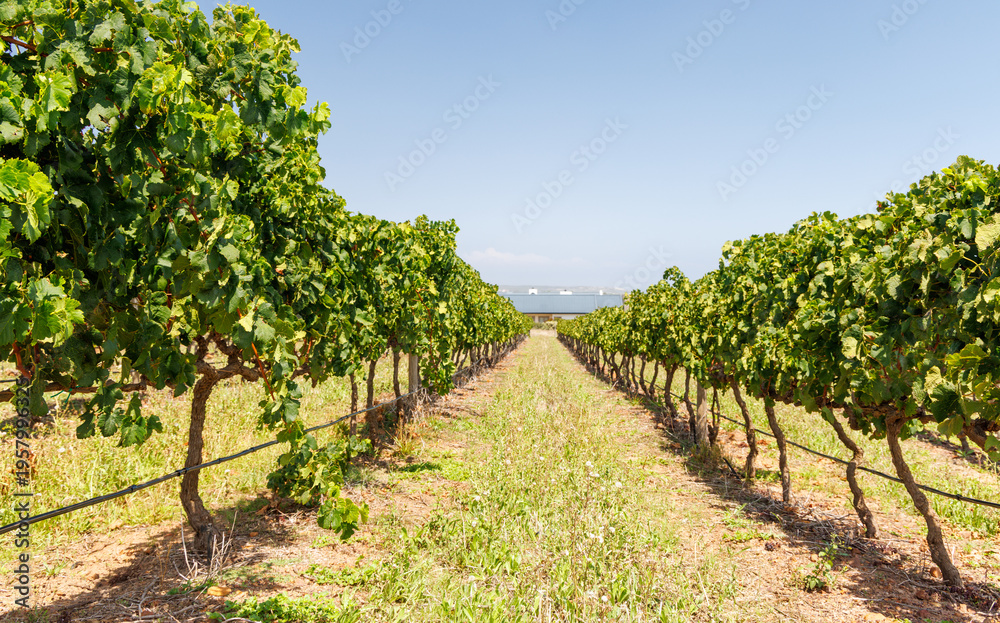 Naklejka premium Sunlit vineyard rows