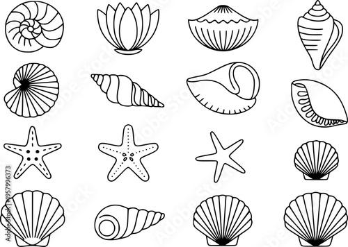 Collection of black and white line of various seashells and starfishes ocean marine