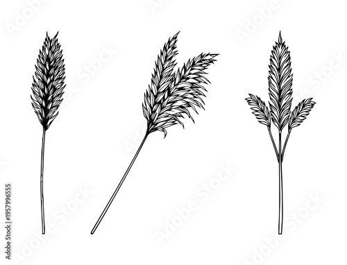 Single weight line drawing of a dried pampas grass stalk, boho decor symbol, clean lines, white background. set with simple line art design featuring outline, illustration, graphic elements with cl...