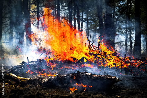 Fotografia fire in the woods