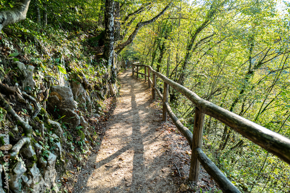 Fototapeta premium Wooden boardwalk through forest nature. Scenic forest path with wooden walkway. Travel path along lake in forest. Boardwalk in autumn woodland. Peaceful forest trail with wooden boardwalk.