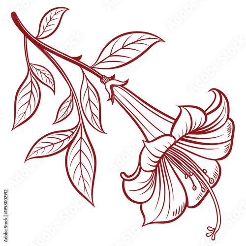 vector illustration of angel trumpets red flower line art 