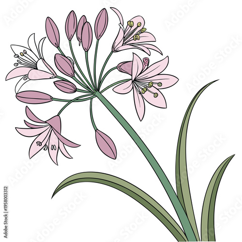 vector illustration of allium oreophilum flower