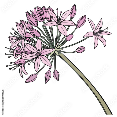 allium oreophilum flower on white background