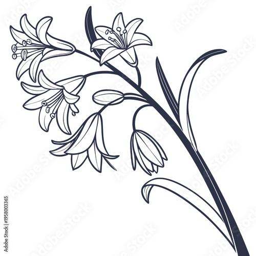 allium oreophilum flower line art on white background