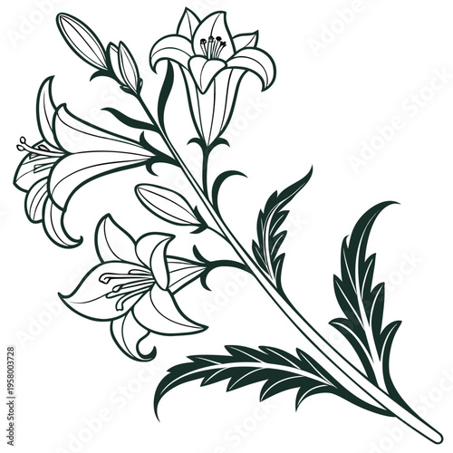 Картината върху платно acanthus mollis flower line art on white background