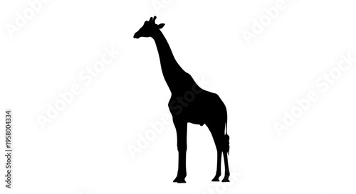 Silhouette of a Giraffe Standing Tall Against a White Background.