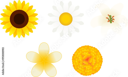 set of vector flowers lily daisy sunflower marigold frangipani