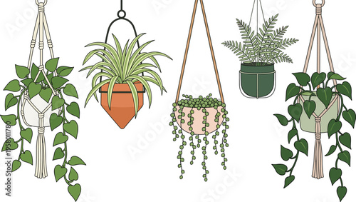 Collection of various stylish indoor hanging potted plants in decorative macrame hangers and pots, perfect for modern home interior decor and green living spaces