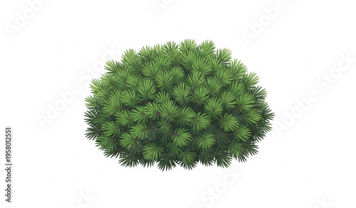 Set of mountain pine (Pinus mugo) branches with dense evergreen needles vector botanical collection isolated on white