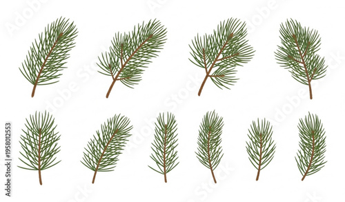 Mountain pine (Pinus mugo) shrub cluster with dense evergreen foliage vector illustration isolated on white background